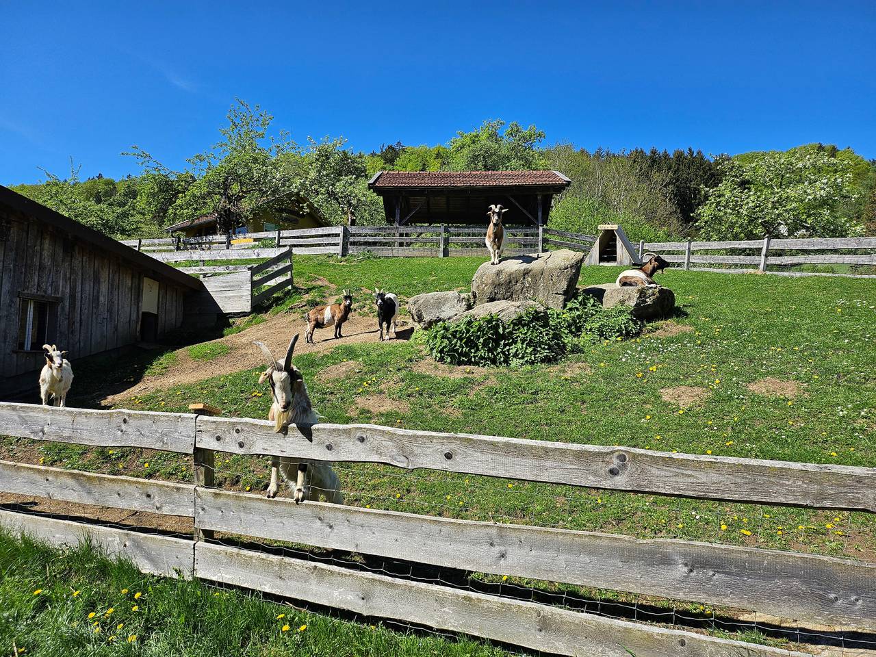 Kräuterhof - Löwenzahn in Ringelai, Ostbayern