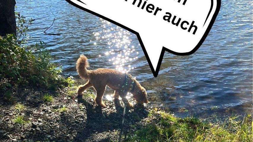 Ferienhaus für 3 Personen, mit Garten, mit Haustier in Thüringen