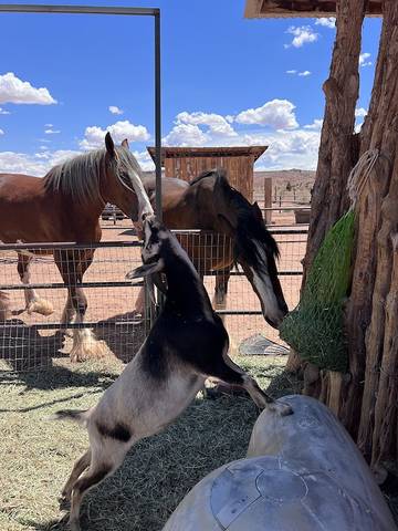 Camping para 4 Personas en Grand Staircase Escalante National Monument, Condado de Kane, Foto 2