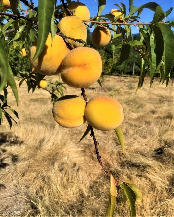 Casa rural con piscina para 2 personas, con vistas además de piscina y jardín en Distrito de Braga - 3
