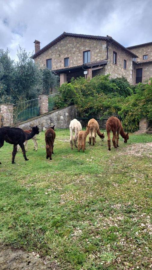 Bio Agriturismo Olivastrella in San Venanzo, Perugia e dintorni