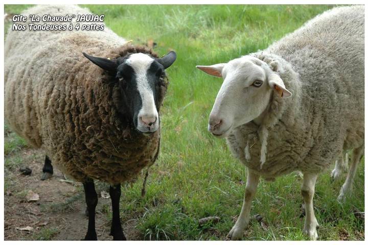 Gîte pour 4 personnes, avec jardin, adapté aux familles à Jaujac - 3