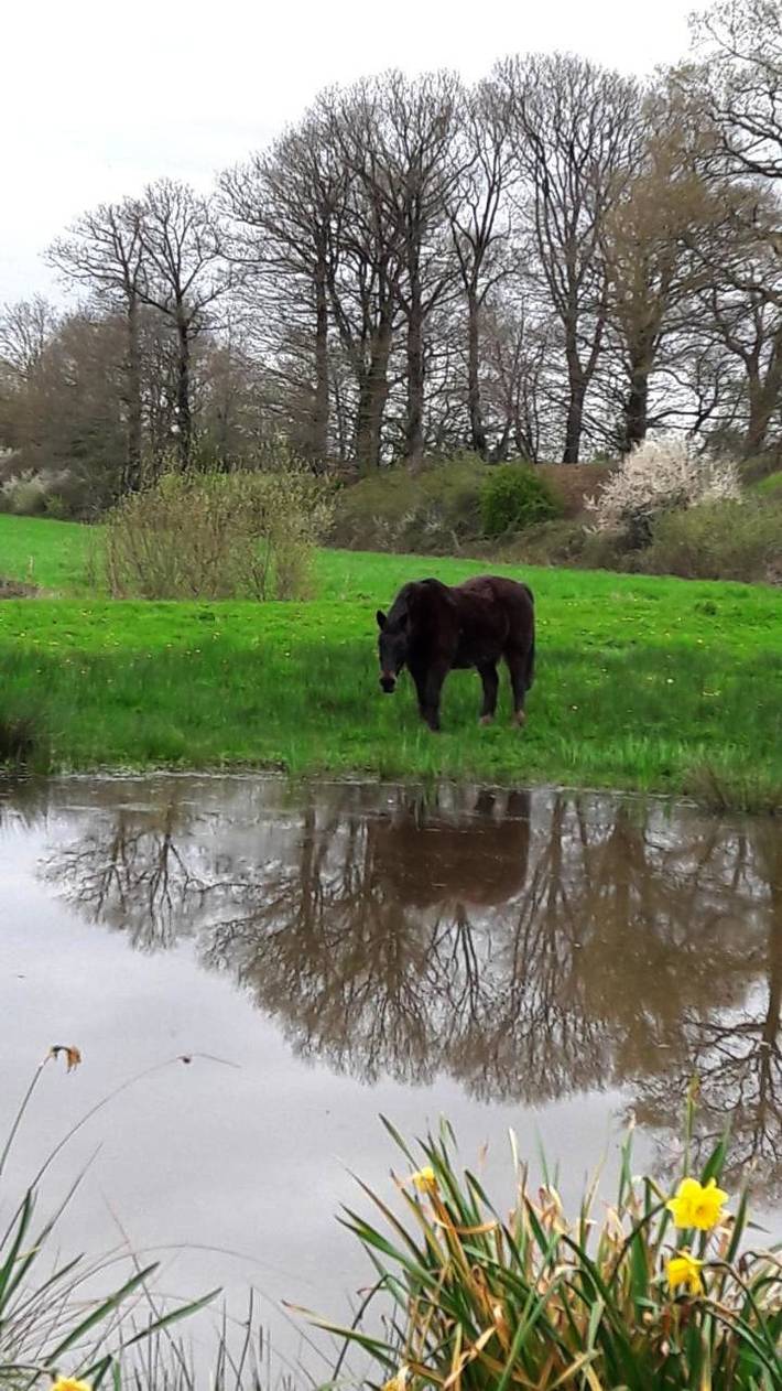Location de vacances pour 3 personnes, avec jardin, animaux acceptés à Saint-Denis-d'Orques - 3