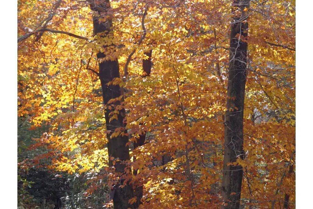 Classic Pocono Mountain Cottage in Split Rock in Hickory Run State Park