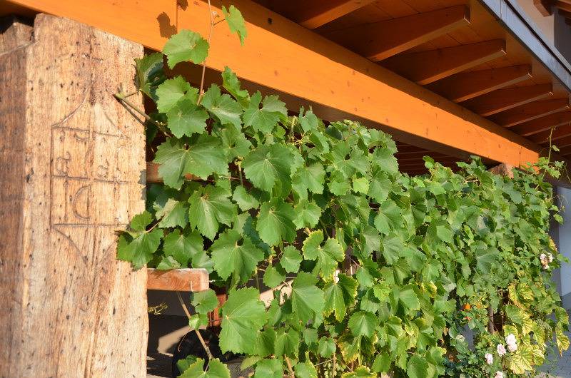 Ganze Ferienwohnung, Ferienwohnung Himmelsbach - Ferienwohnung Rebenblick, 60qm, 2 Schlafzimmer, max. 4 Personen in Gengenbach, Kinzigtal