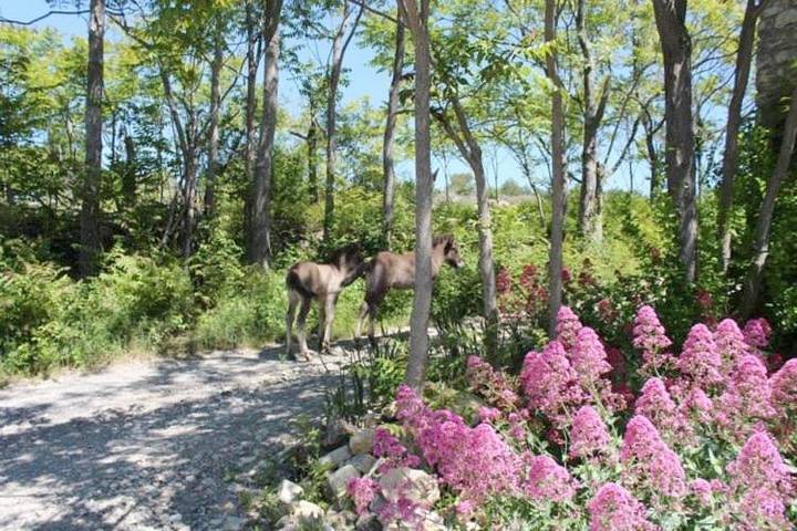 Location de vacances pour 2 personnes, avec jardin et piscine à Villeneuve-de-Berg - 4