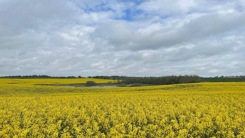 Ferienhaus für 8 Personen, mit Terrasse und Sauna sowie Whirlpool in Nordjütland - 4