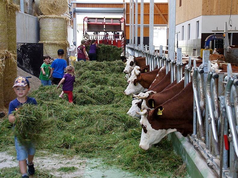 Ganze Ferienwohnung, Erlebnisbauernhof Kopf - Ferienwohnung Waldblick, 48qm, 1 Schlafzimmer, max. 4 Personen in Seelbach, Mittlerer Schwarzwald