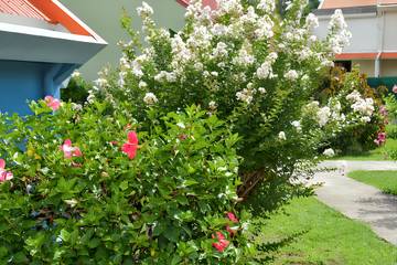 Location de vacances pour 2 personnes, avec terrasse à Les Anses-d'Arlet