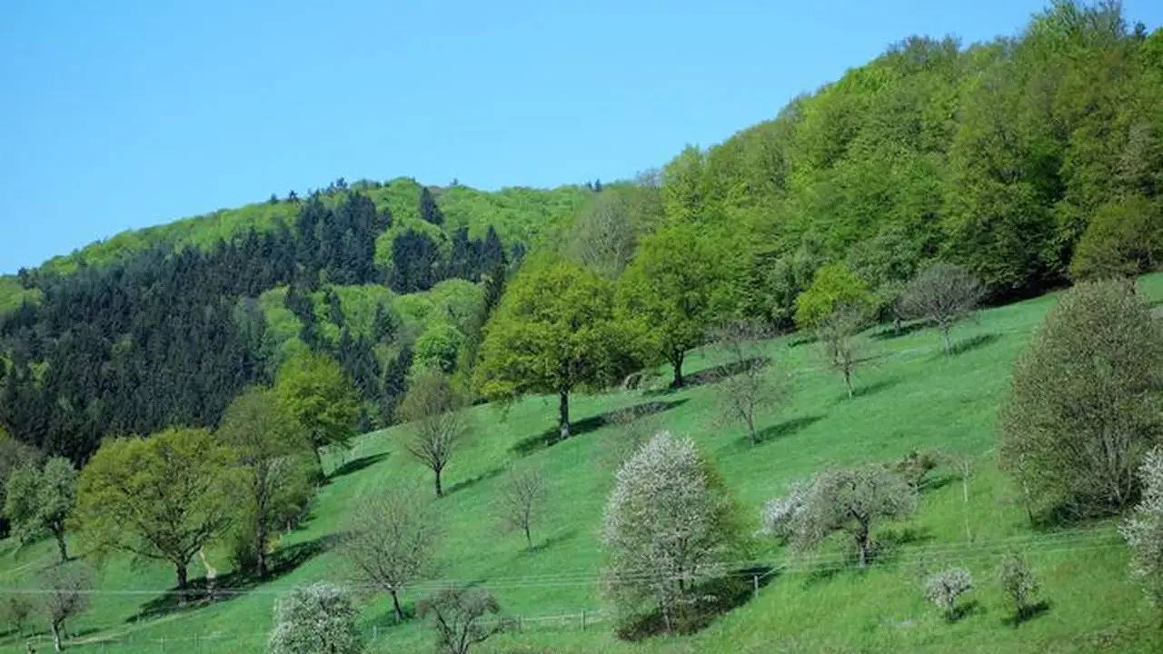 Ganze Ferienwohnung, Ferienwohnung für 5 Personen (65 m²) in Seelbach in Seelbach, Mittlerer Schwarzwald