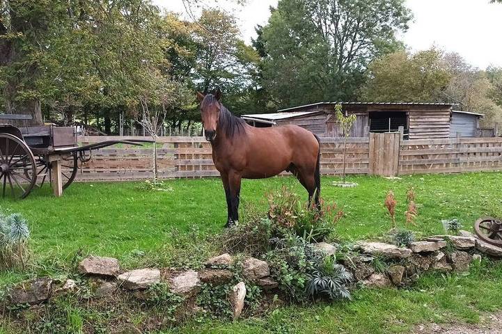 Studio barn conversion land bbq possible render horse in Lourdoueix-Saint-Michel, La Châtre und Umgebung