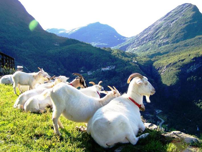 Location de vacances pour 5 personnes, avec jardin et vue, animaux acceptés dans Geiranger - 4
