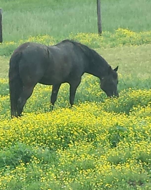Blockhaus-Pferdefarm in der Nähe von Mammuthöhlen / ncm Motorsport / Korvetten in Kentucky