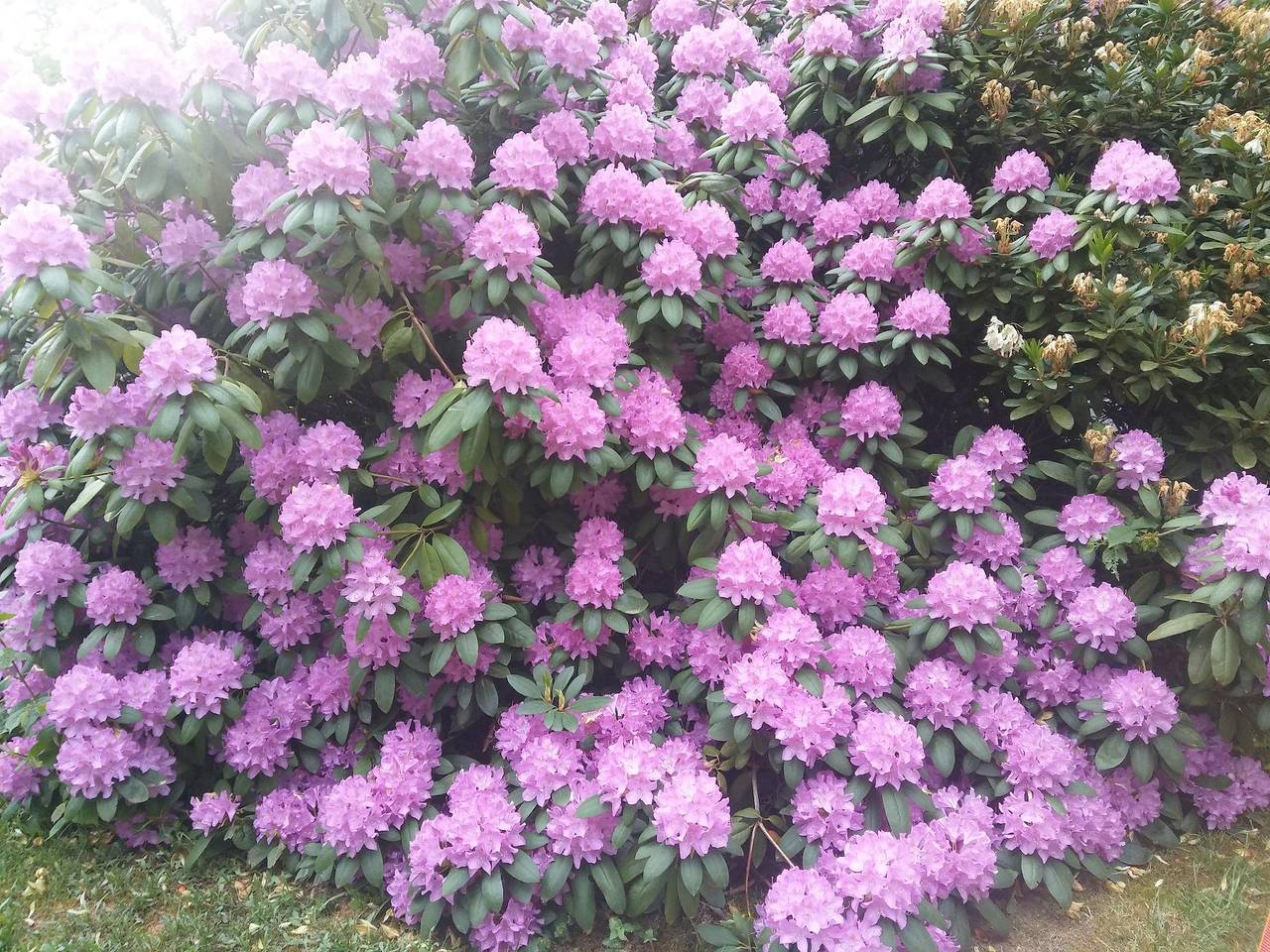 Entire holiday apartment, Fewo Martin in Ferienpark Himmelberg, Thalfang