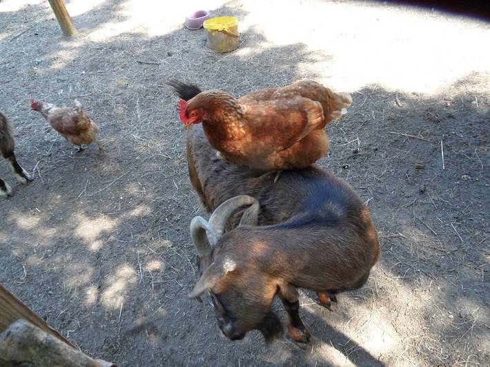 Bauernhof für 6 Personen, mit Garten und Terrasse, mit Haustier in Landkreis Heidekreis - 4