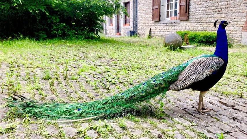 Maison d’hôte pour 2 personnes, avec terrasse ainsi que vue et jardin à Couvin - 4