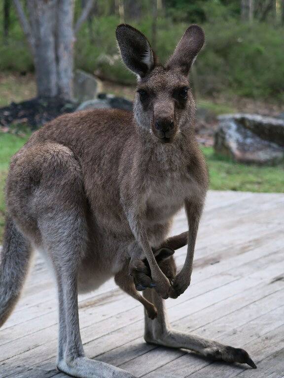 Das Retreat Bushland Lodge Eaglereach Resort Vacy Nsw in Hunter Valley