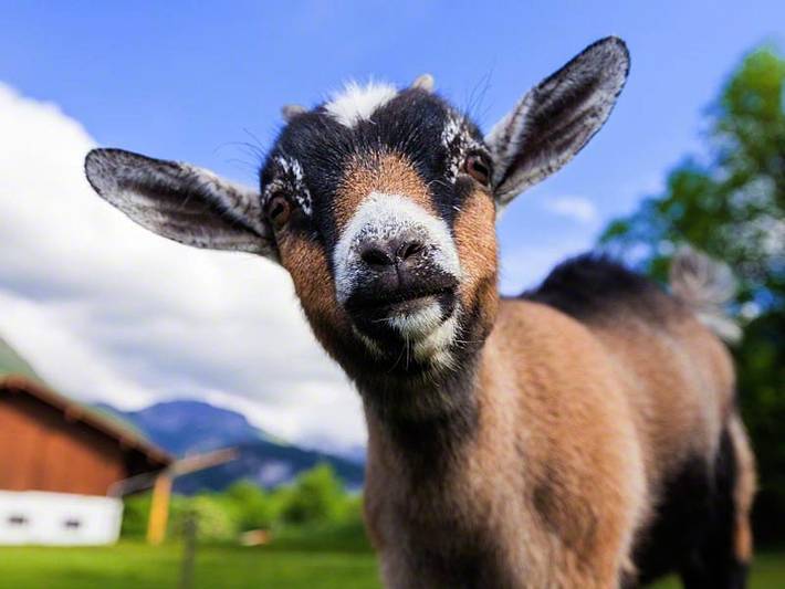Ganze Ferienwohnung, Haus Unterartenreit - Ferienwohnung Nr. 3 für 2 Personen, 31 qm in Schönau am Königssee, Berchtesgadener Alpen