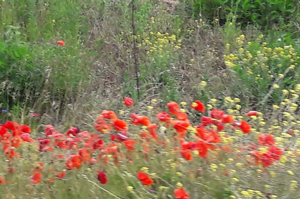 Ganze Wohnung, Fewo \"Blume\" Vacation made for me in Fahrenbach, Neckar-Odenwald-Kreis