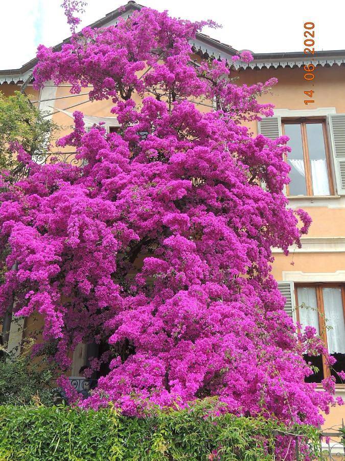 Chambre d’hôte pour 2 personnes, avec vue et jardin à Sestri Levante - 2