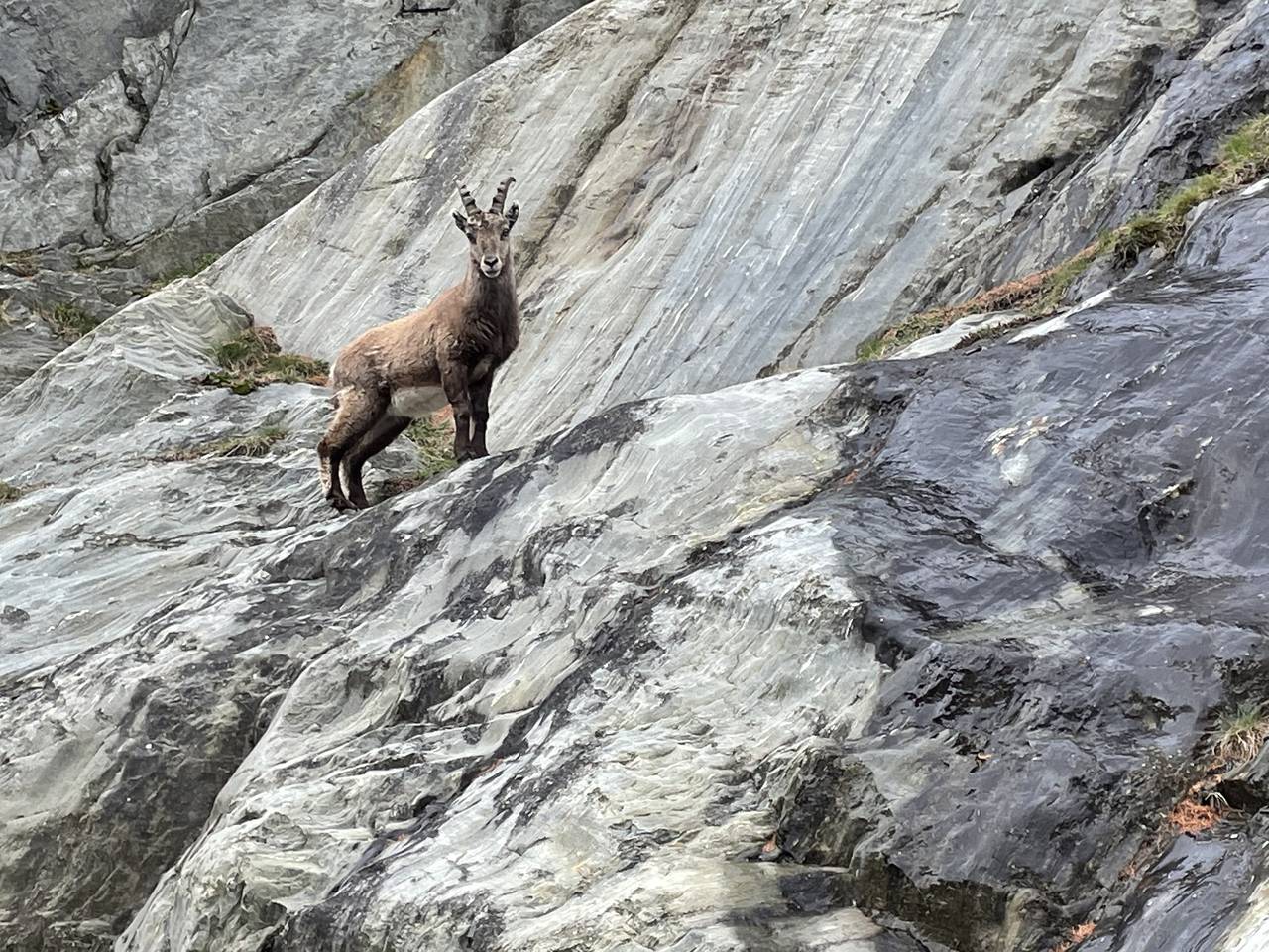 Ganze Ferienwohnung, Veilchen - 4-Bettwohnung 1441 in Grächen, Walliser Alpen