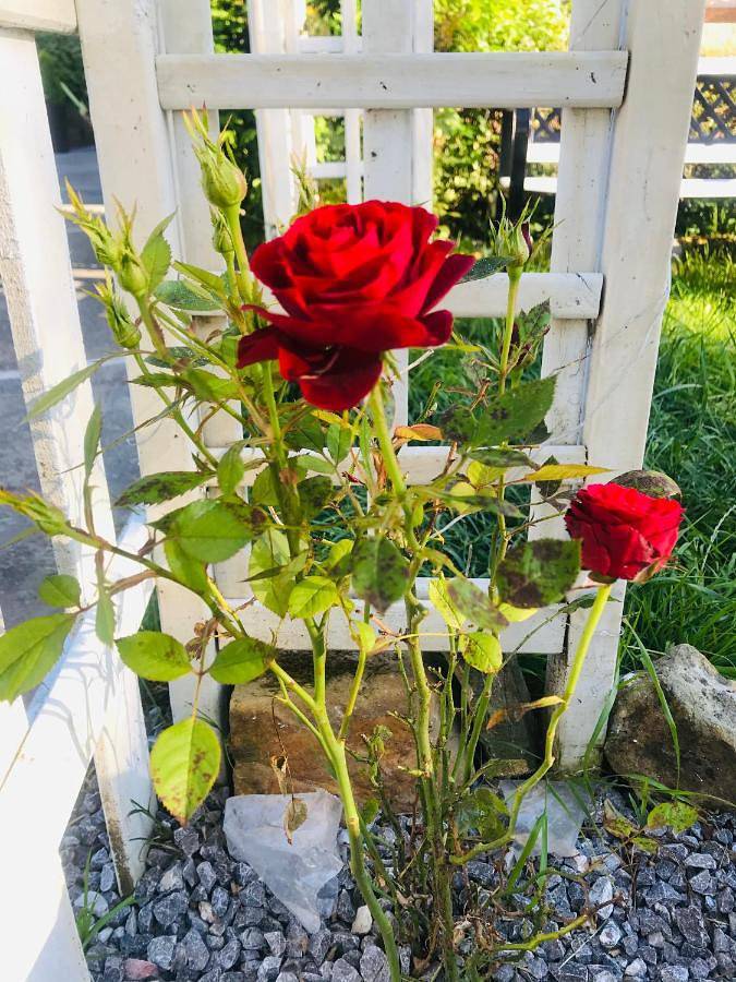 Maison d’hôte pour 3 personnes, avec jardin, animaux acceptés dans Cantabrie - 2