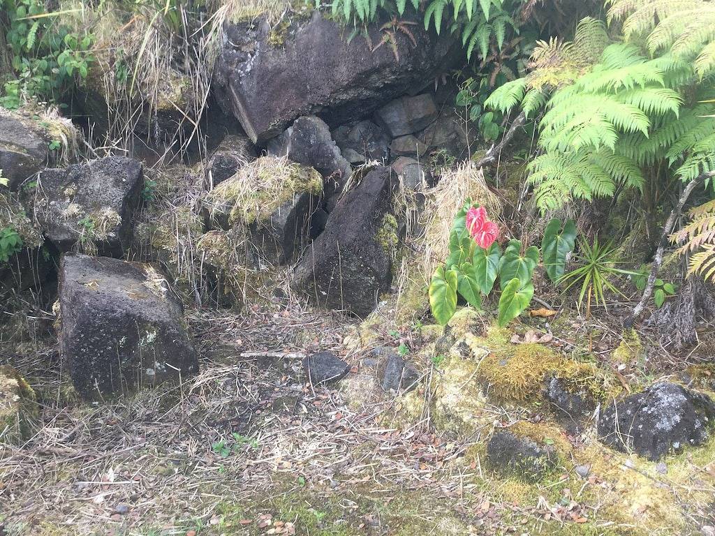 Ganze Wohnung, Convenient comfortable studio in peaceful tropical forest G7 in Kopua Farm Lots, West Puna