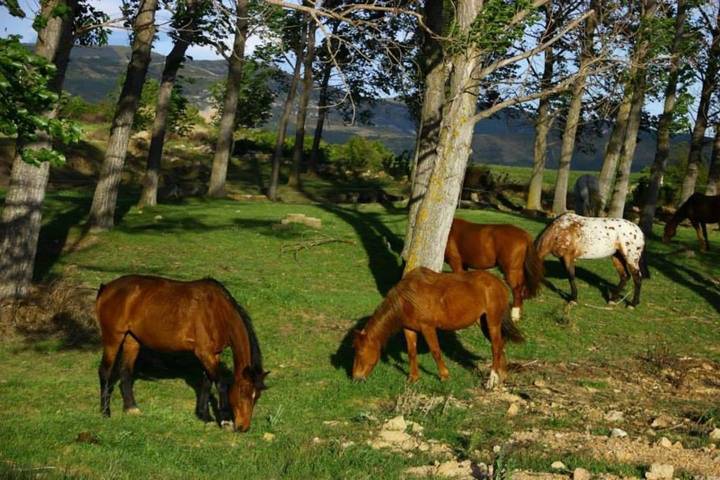 Gîte pour 6 personnes à Ayerbe - 3