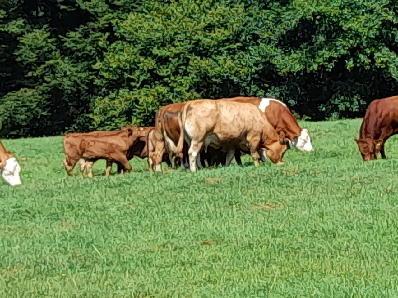 Ganze Ferienwohnung, Ferienwohnung Giebelwaldblick - Gemütliche Fewo bei Kirchen an der Sieg/Westerwald in Kirchen (Sieg), Altenkirchen & Umgebung