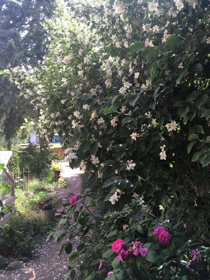 BnB für 12 Personen, mit Garten und Terrasse auf Usedom - 3