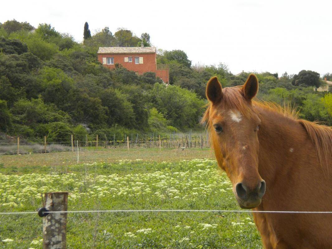 La serpolette in Bidon, Privas (arrondissement)