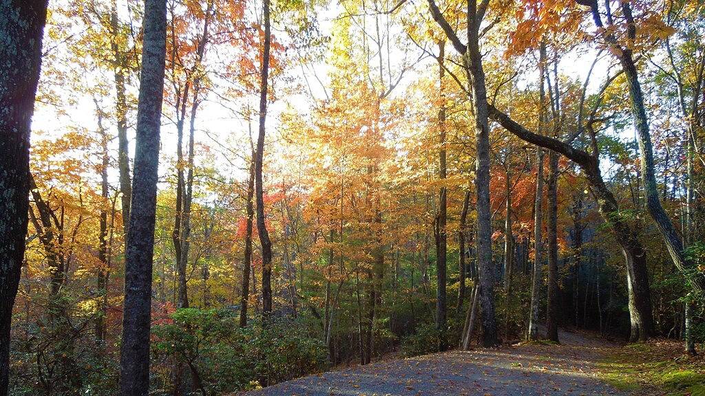 Ruhige Hütte in der freien Natur in Transylvania County