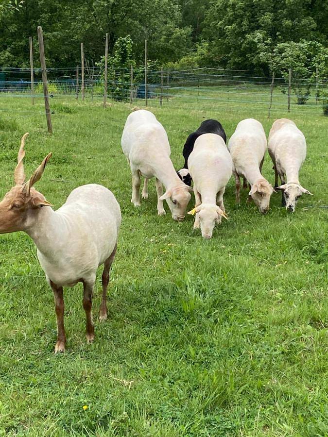 Gîte pour 6 personnes, avec jardin et vue à Aiguèze - 4