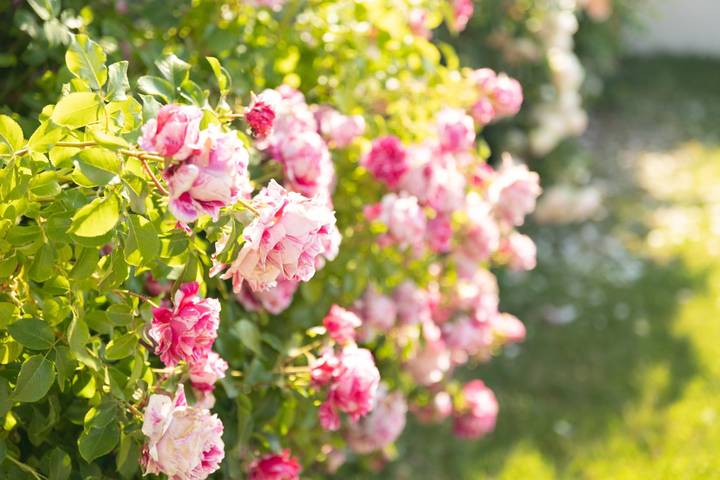 Gîte pour 6 personnes, avec terrasse et jardin dans Marne - 3