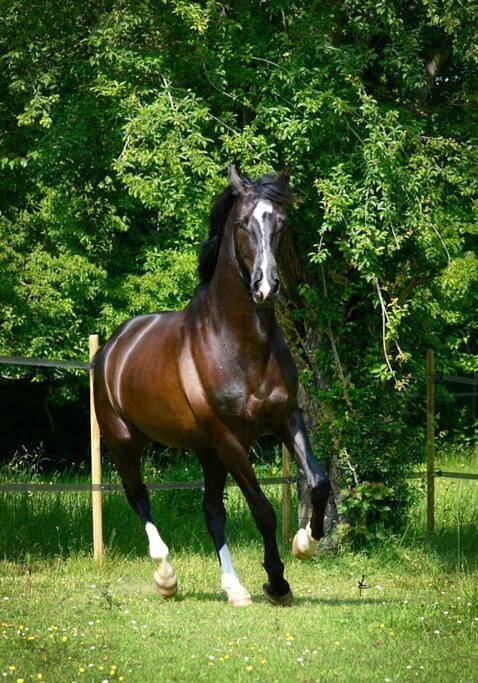 Location de vacances pour 5 personnes, avec jardin et jacuzzi, animaux acceptés dans Airan - 2