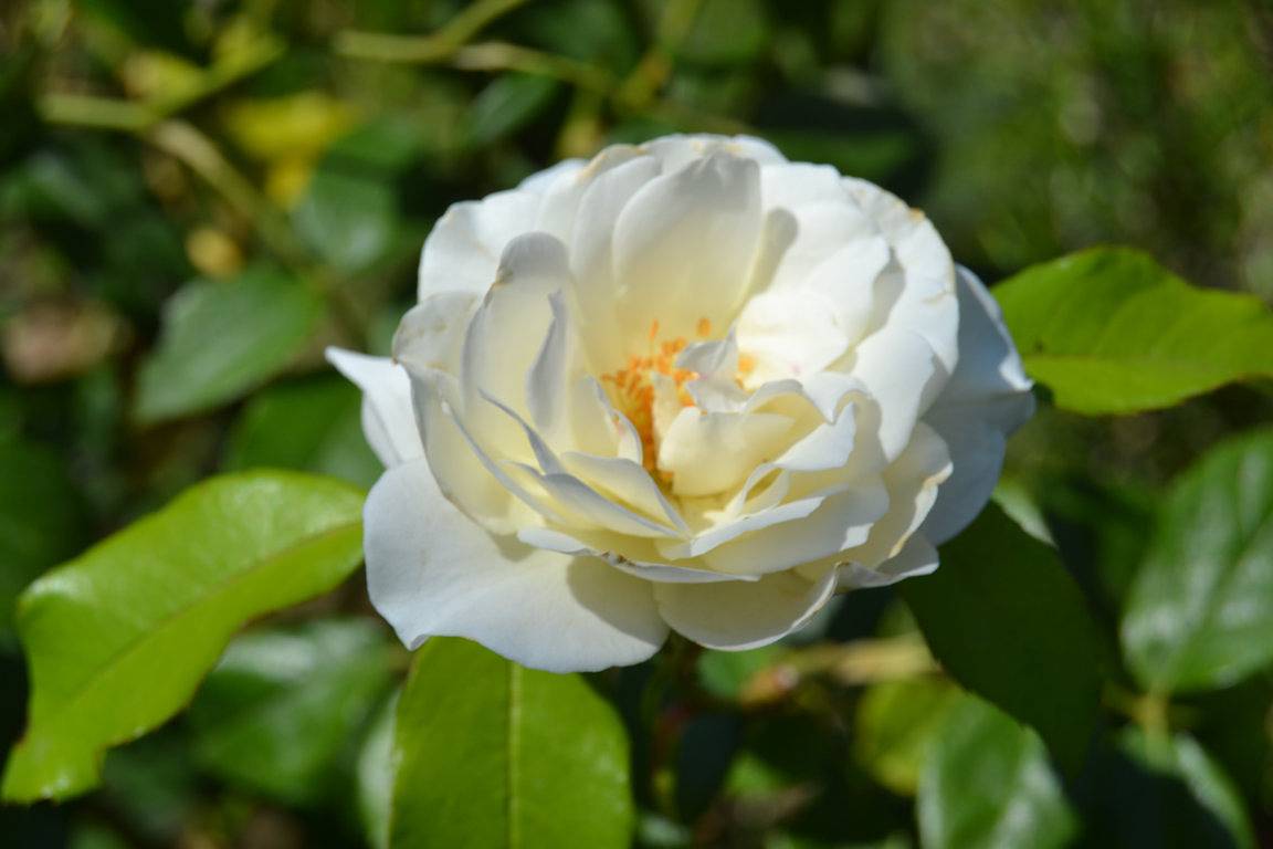 La Restanque Côte Bleue - Chambre Cigale in Sausset-les-Pins, Région d'Istres