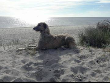 Ferienwohnung für 4 Personen in Steinberg, Schleswig-Flensburg, Bild 4