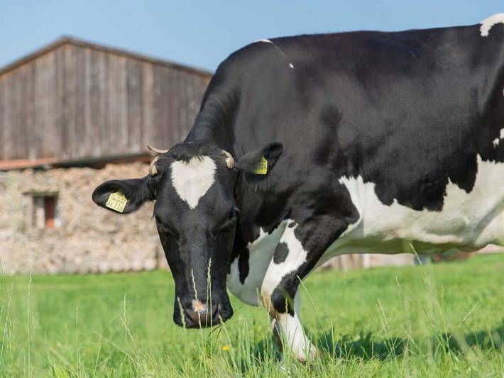 Bauernhaus für 6 Personen, mit Garten, kinderfreundlich in Elbe-Weser - 4