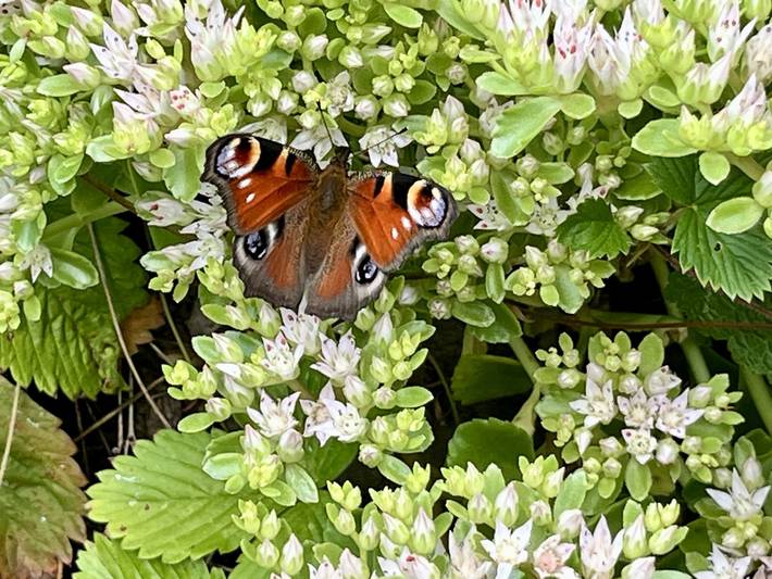 Ferienhaus für 4 Personen, mit Garten und Ausblick sowie Balkon in Oberschwaben - 2