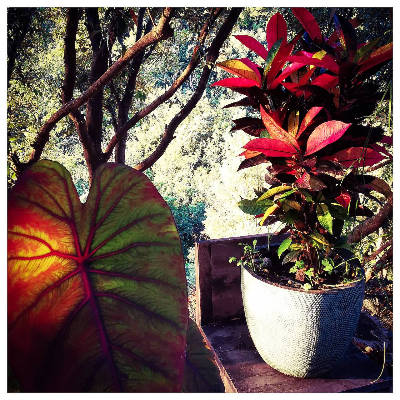 Cabane en bois pour 2 personnes avec vue sur l’océan in San-Martino-di-Lota, Cap Corse