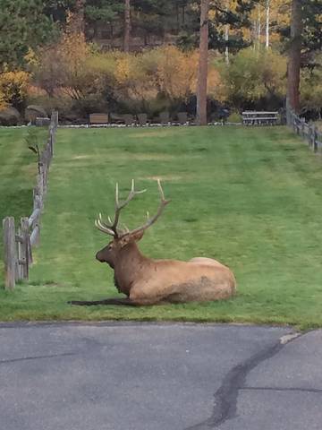 Log Cabin for 5 Guests in Estes Park, Rocky Mountain National Park, Picture 3
