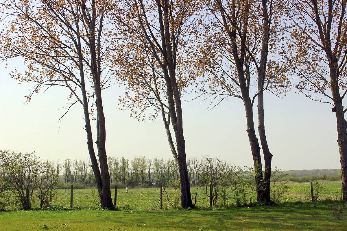 Ganze Wohnung, Sommersprosse in Börgerende, Börgerende-Rethwisch