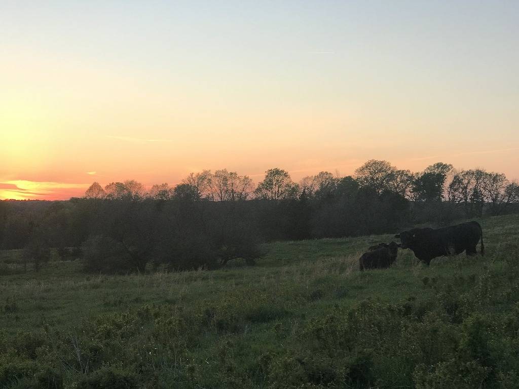 Country Cottage on the farm, peaceful, stars and fireflies! Sleeps 4! in Kentucky