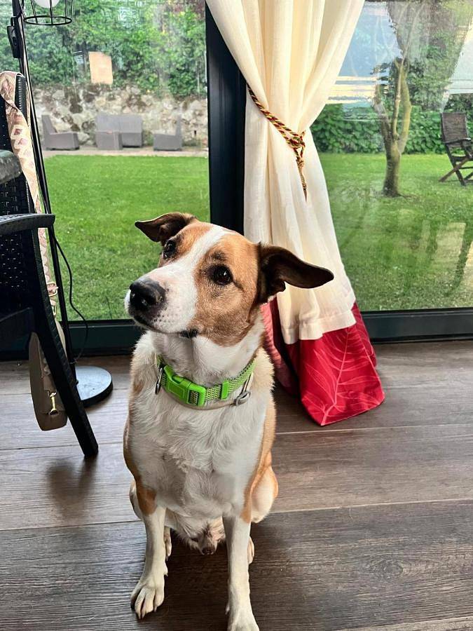 Location de vacances pour 3 personnes, avec vue ainsi que piscine et jardin, animaux acceptés à Orvieto - 4