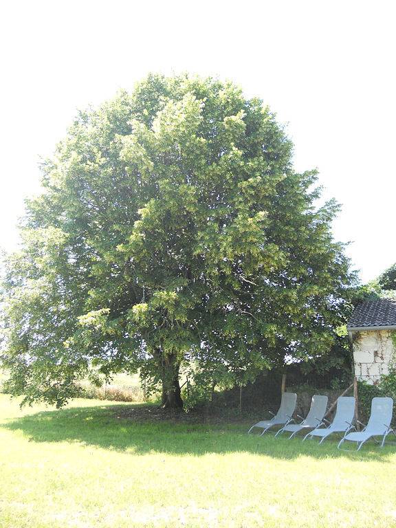 La Ferme des Deux Ifs : Gîte 3 étoiles - 12 pers in Rilly-sur-Vienne, Parc naturel régional Loire-Anjou-Touraine