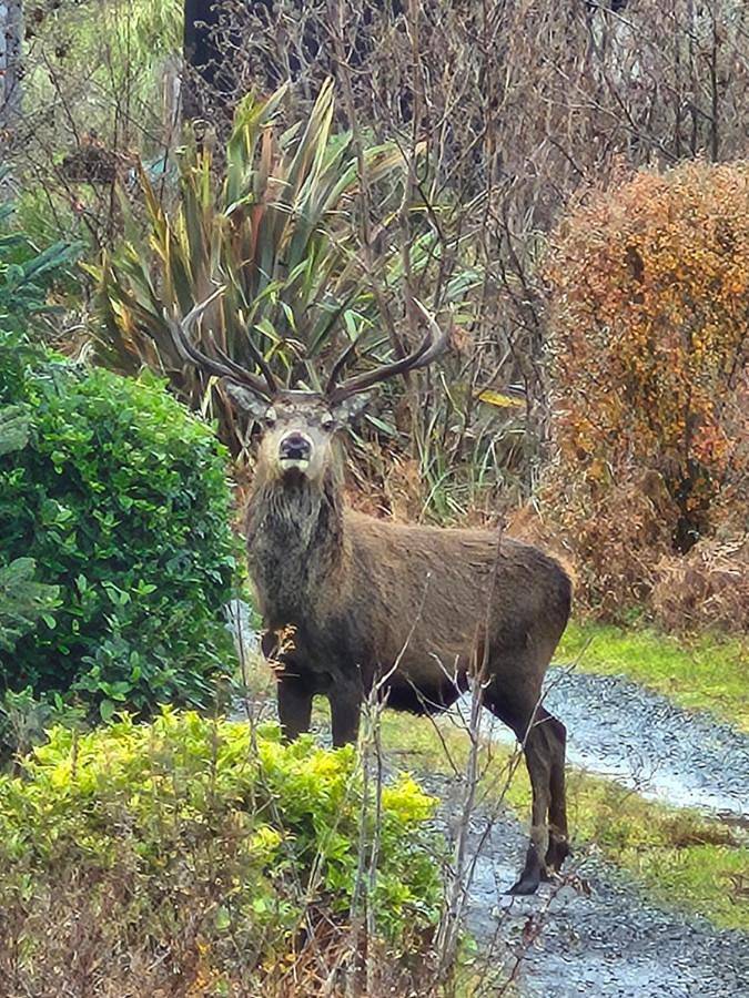 Maison d’hôte pour 2 personnes, avec jardin ainsi que vue et vue sur le lac dans Highlands - 2