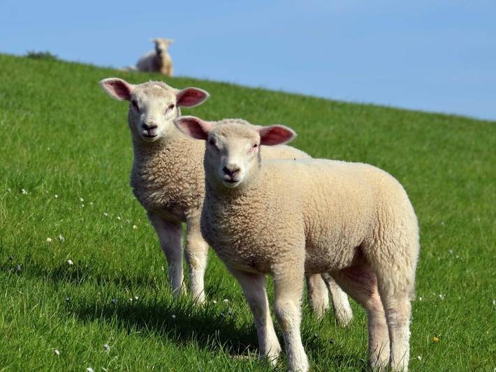 Ferienhaus für 7 Personen, mit Terrasse und Garten, mit Haustier in Hooksiel - 3