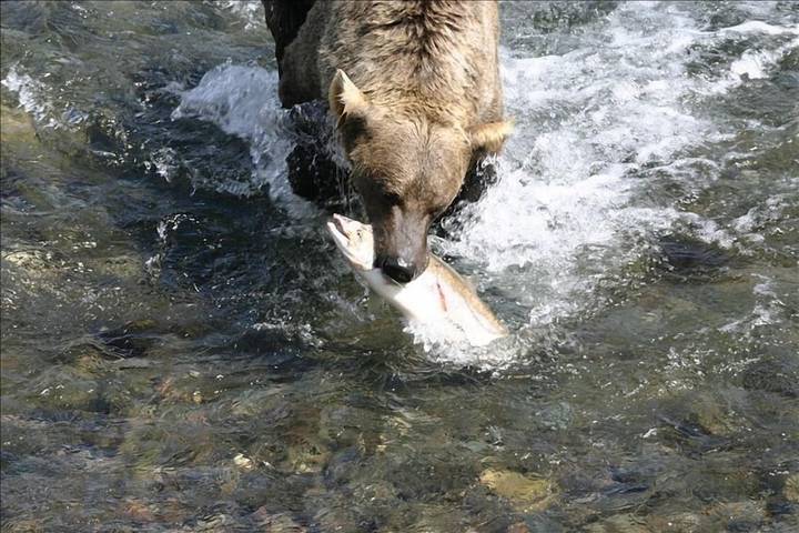 Cabane en bois pour 8 personnes, avec terrasse dans Alaska - 3