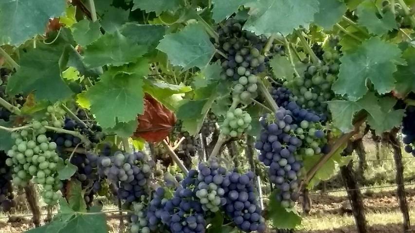 Ferienwohnung für 2 Personen, mit Balkon im Pfälzer Wald - 4