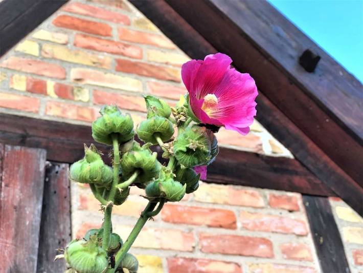 Ferienhaus mit Meerblick für 6 Personen, mit Ausblick und Garten sowie Seeblick im Stettiner Haff - 3
